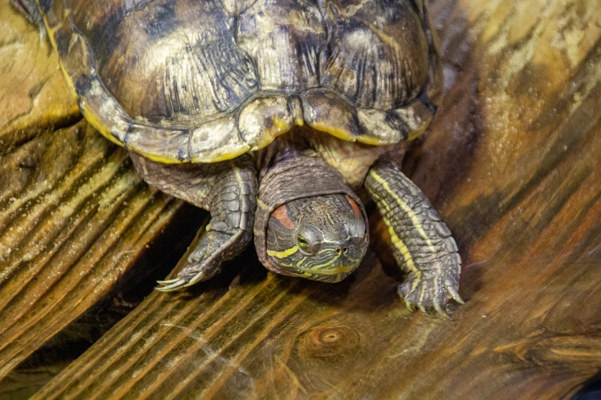 Long Island Aquarium - Gallery Image 3
